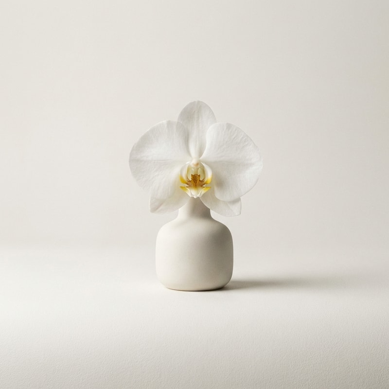 Orchidée Blanche Soleil